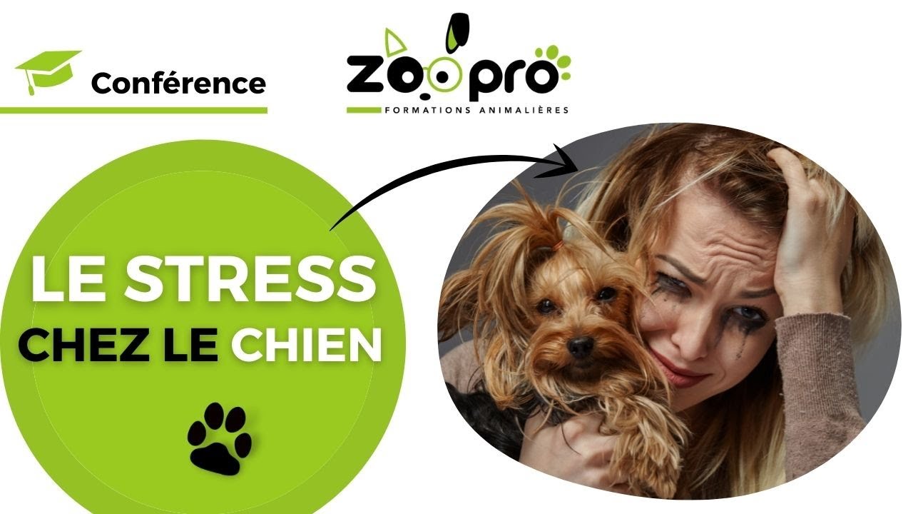 Comment gérer le stress chez le chien ? 🐕🧘‍♀️ Conférence Zoopro