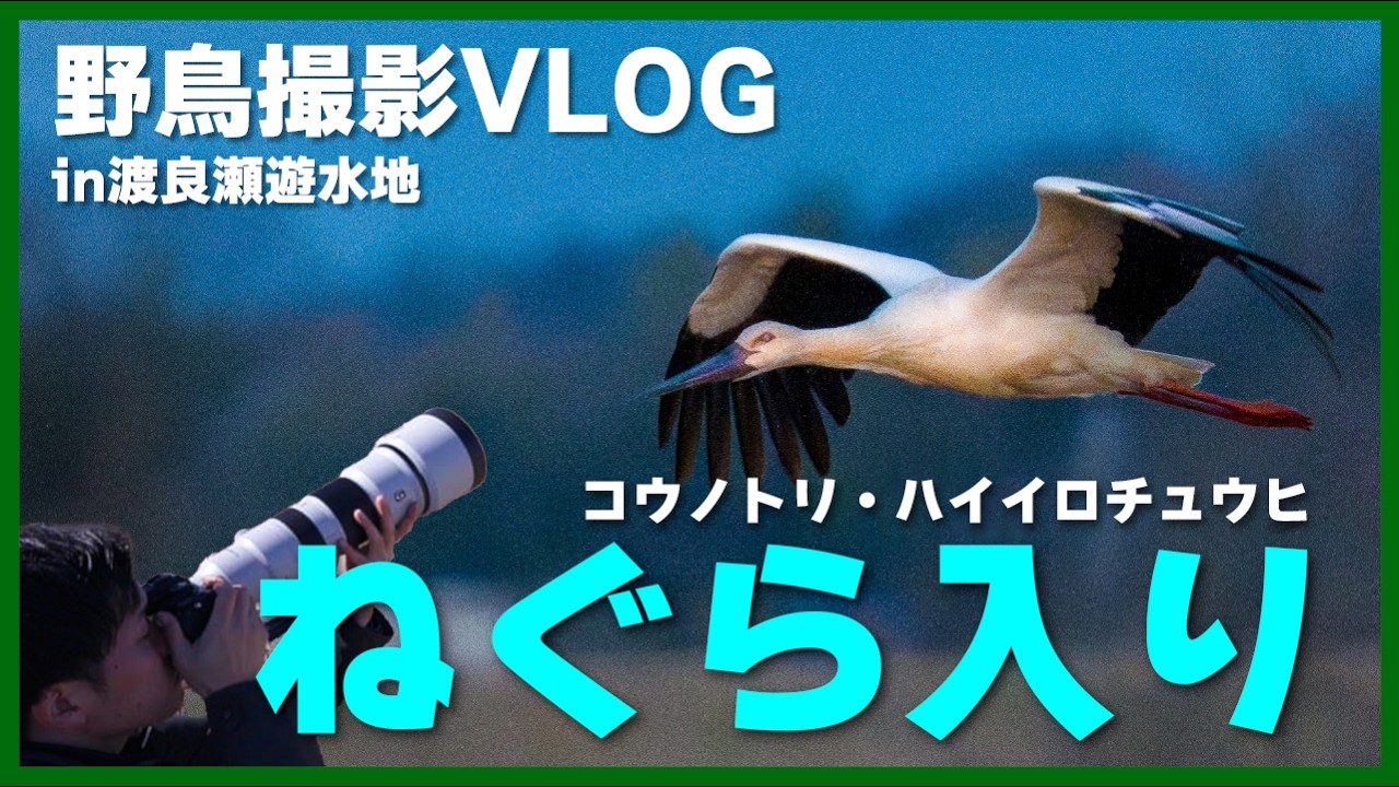 【神回】渡良瀬遊水地でハイイロチュウヒの塒入りに感動！コウノトリも舞う夕暮れ＆タゲリの飛翔 Birding in Japan shot on SONY α7Ⅴ