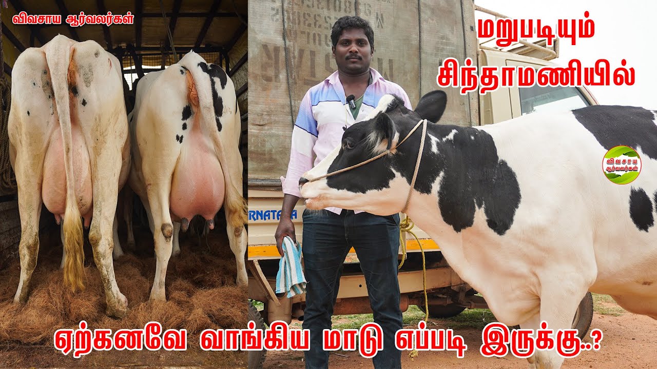 23 லிட்டர் பால் எதிர் பார்த்தேன்-ஏற்கனவே வாங்கிய HF மாடு #vivasayaarvalargal #cow #vivasayi #farming