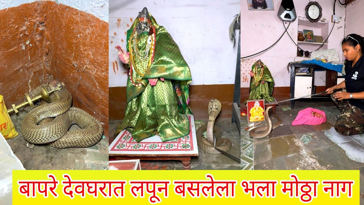😱😳बापरे देवघरात लपून बसलेला भला मोठ्ठा नाग 🐍😱😳