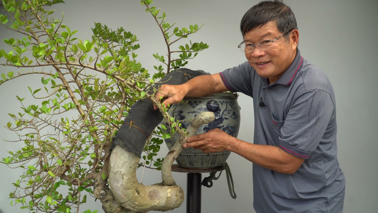 BONSAI CHO MỌI NGƯỜI  ( TẬP 26 ) TRẦN THẮNG OFFICIAL : So sánh 2 cách ghép HOÀNG ANH MỘC .