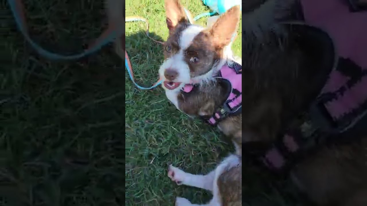 Buddy's Doggie Playdate with Addriene#animals #chiwawa #pets #dogsofyoutube #adorable #playdate#dogs