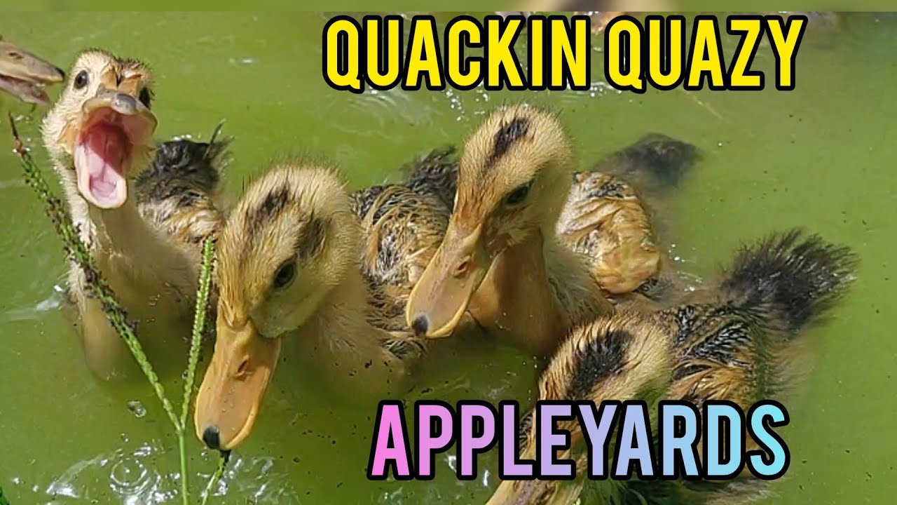Silver Appleyard Update and Informational 🦆