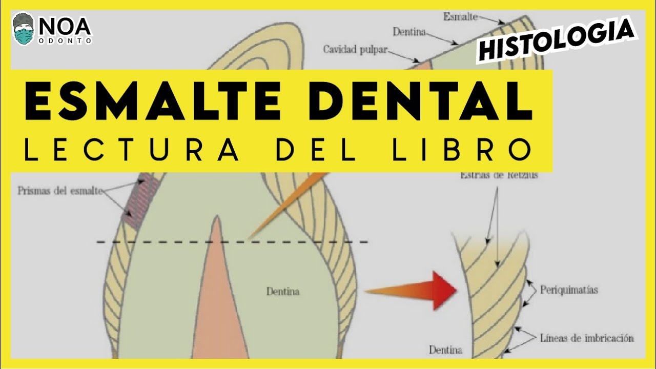 Histología esmalte dental | lectura del libro de Gómez de Ferraris y Muñoz