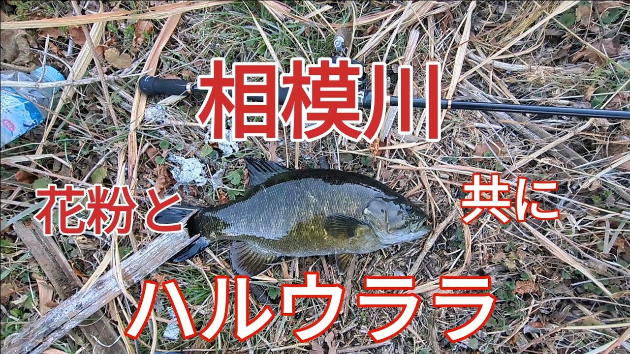 三寒四温を制する者は相模川を制す　2月下旬　#バス釣り #相模川 #多摩川 #ハウスクリーニング #スモールマウスバス #独立起業
