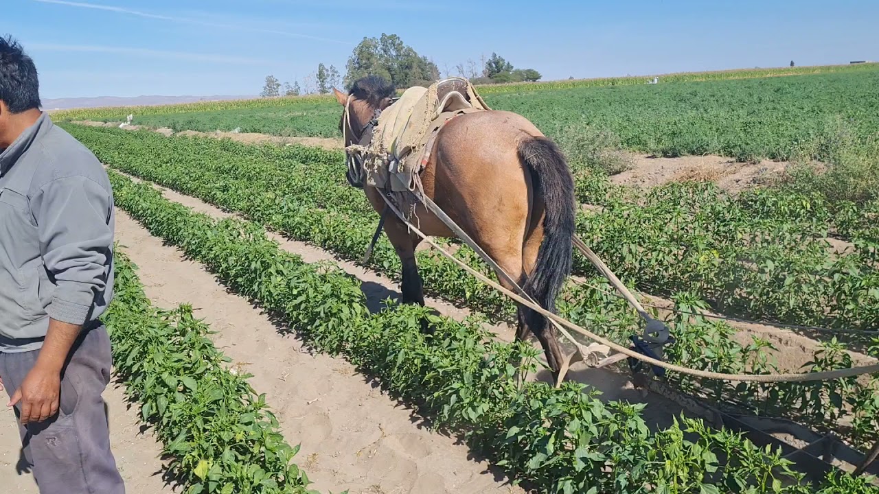 Labores agrícolas en Ají Paprika