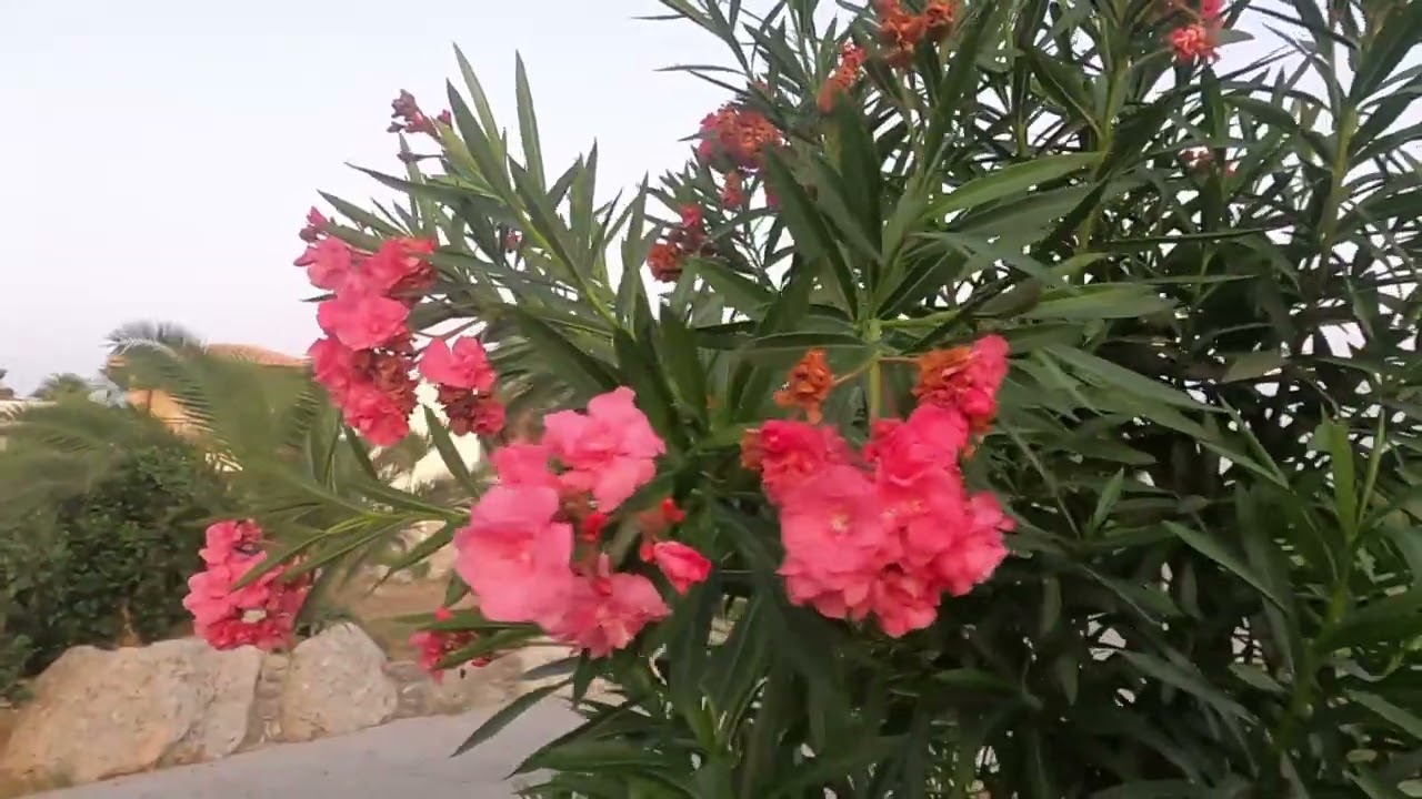 Psalidi Kos