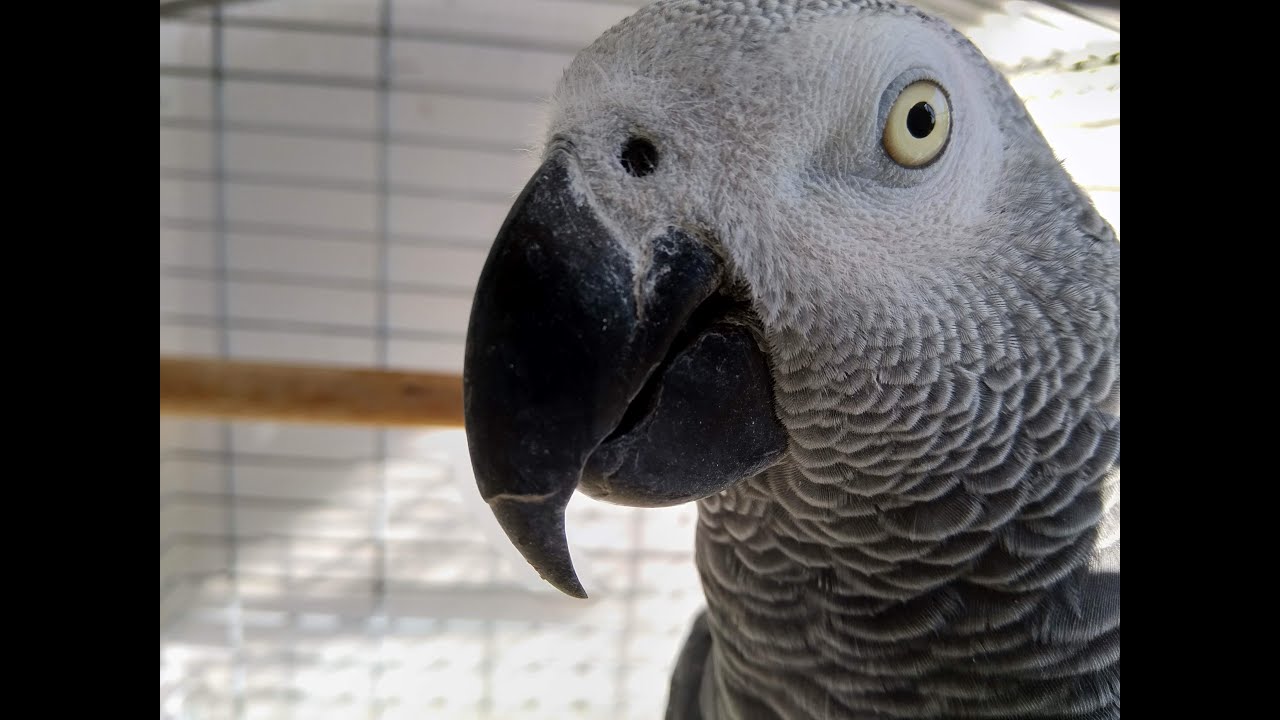 Къде е Джарооо?! Кукличке....