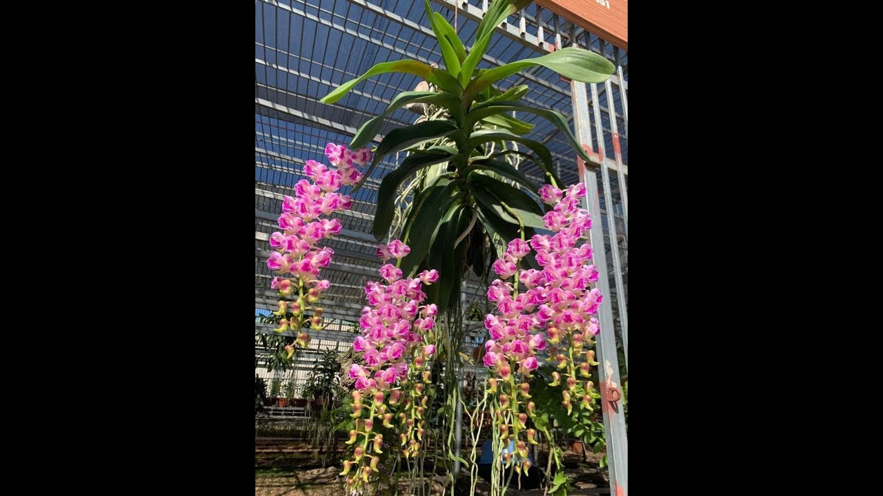 Lan nhà em bao đẹp và rẻ 0374035768