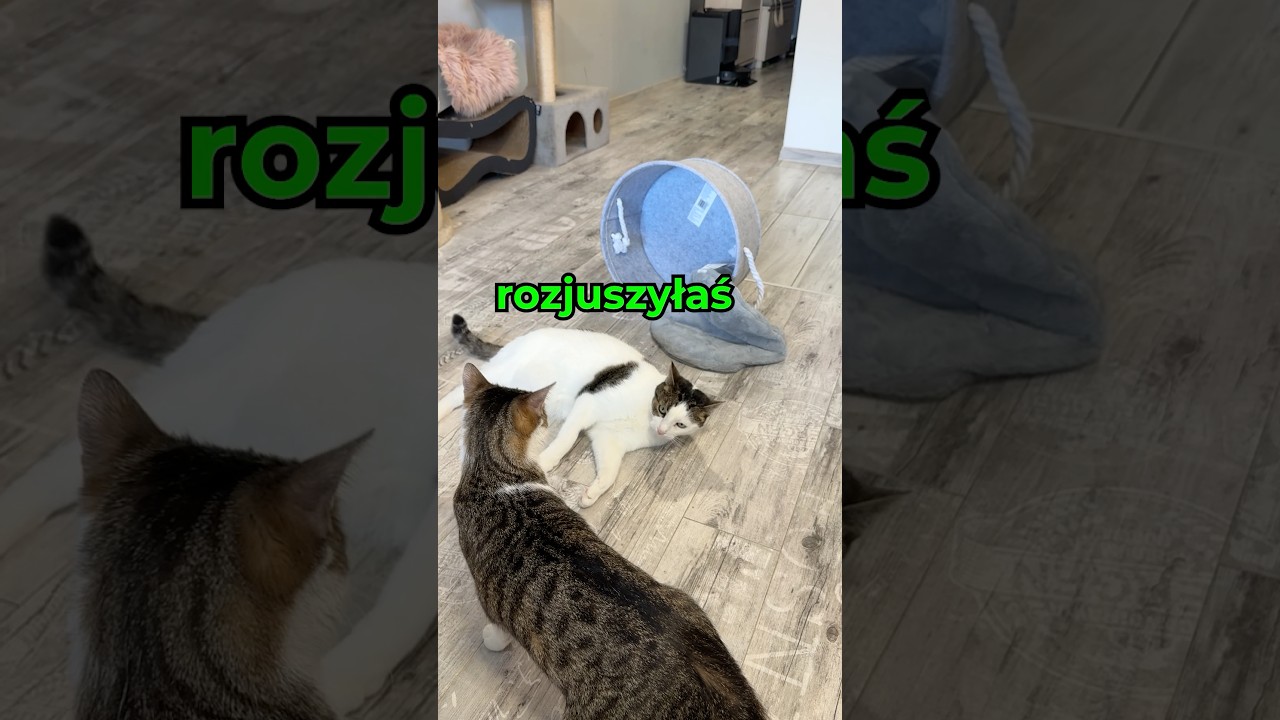 MISKO LEŻANKA z Poduszką dla KOT&Oacute;W 😹😹😹