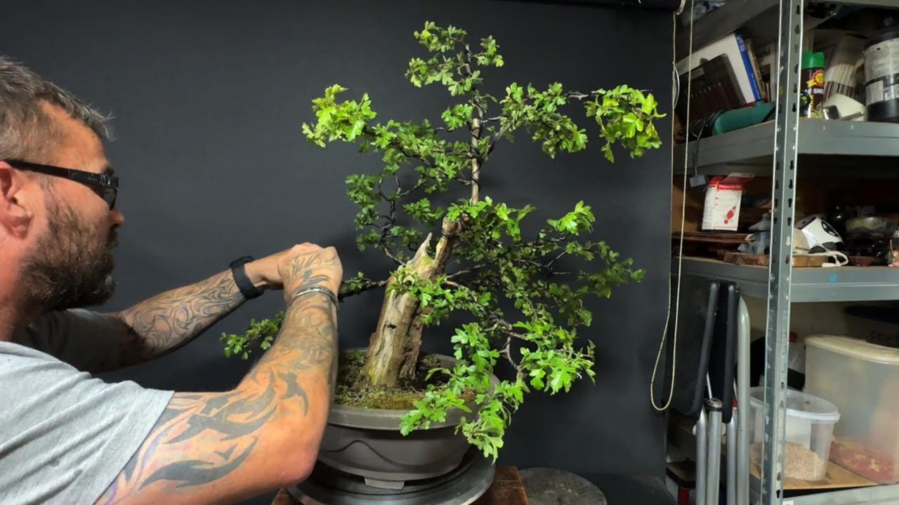 Collected Hawthorn - To Start Of A Bonsai Tree