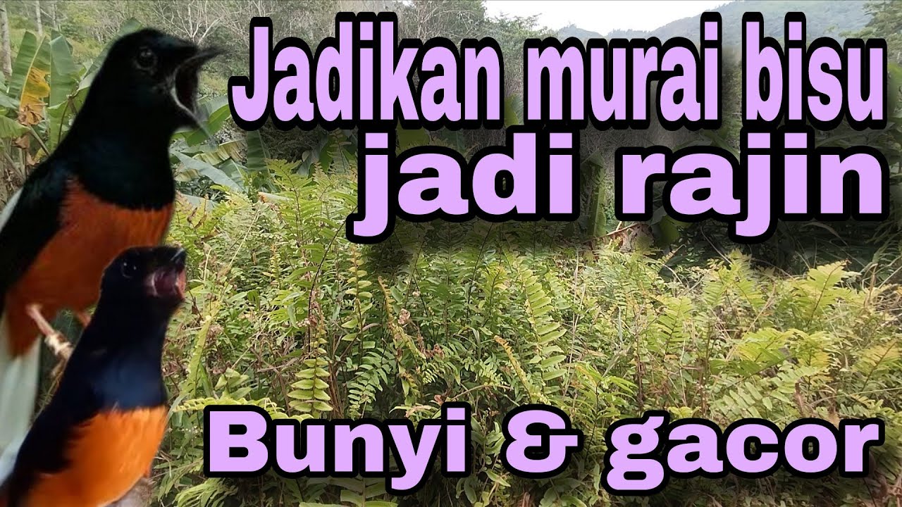 Pancingan murai batu ampuh#pancinganemosimuraibatu 
