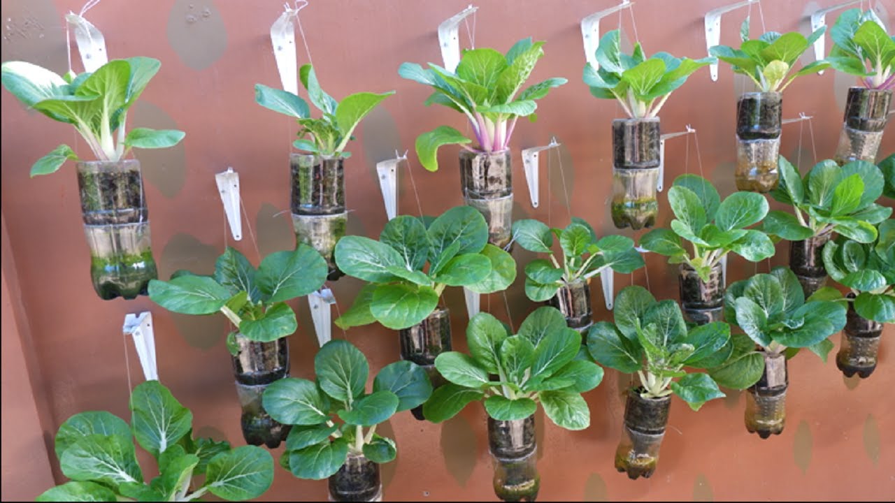 Bok choy Growing in Plastic Bottle on Wall Garden Outdoor at Home from Seeds (Pechay Self-Watering)