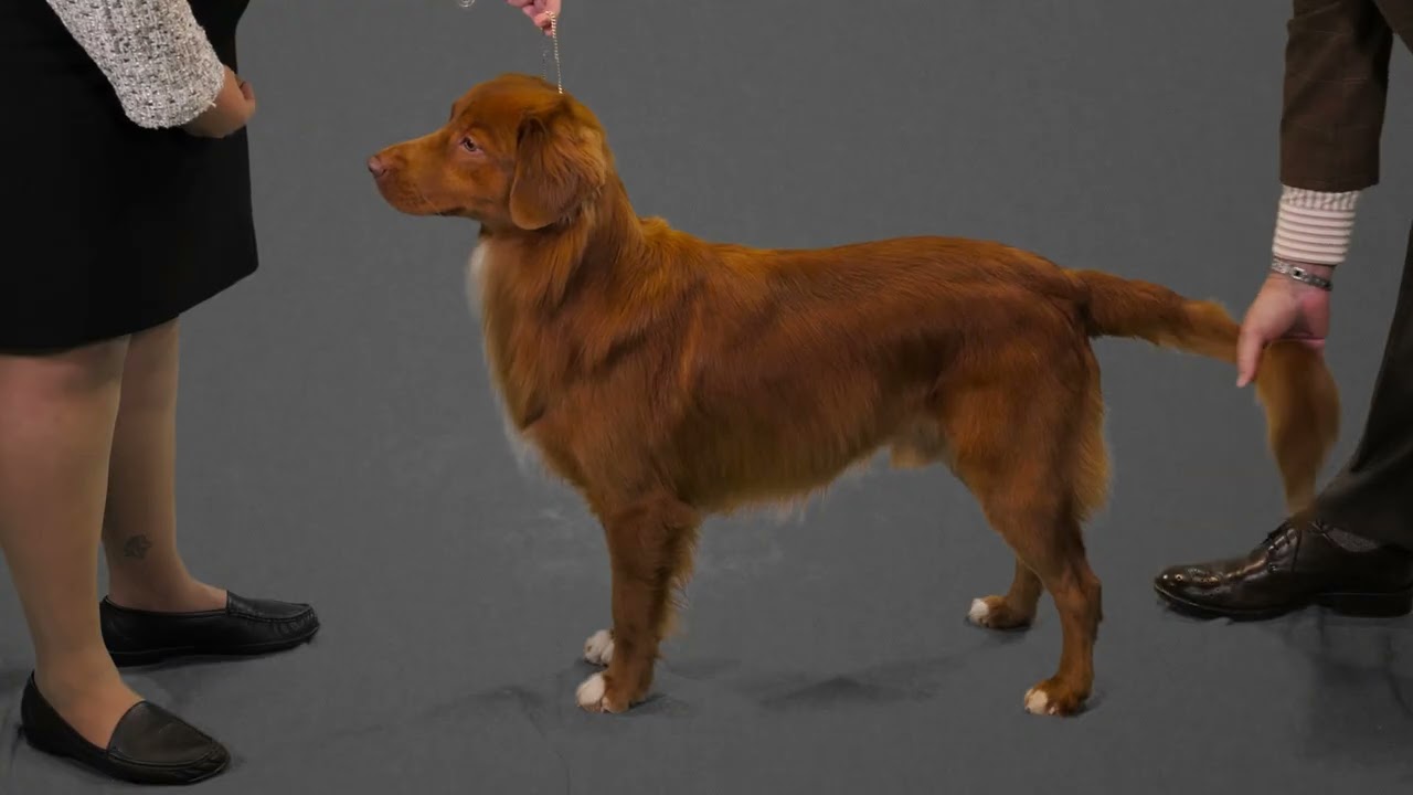 Nova Scotia Duck Tolling Retriever | Hands On Exam