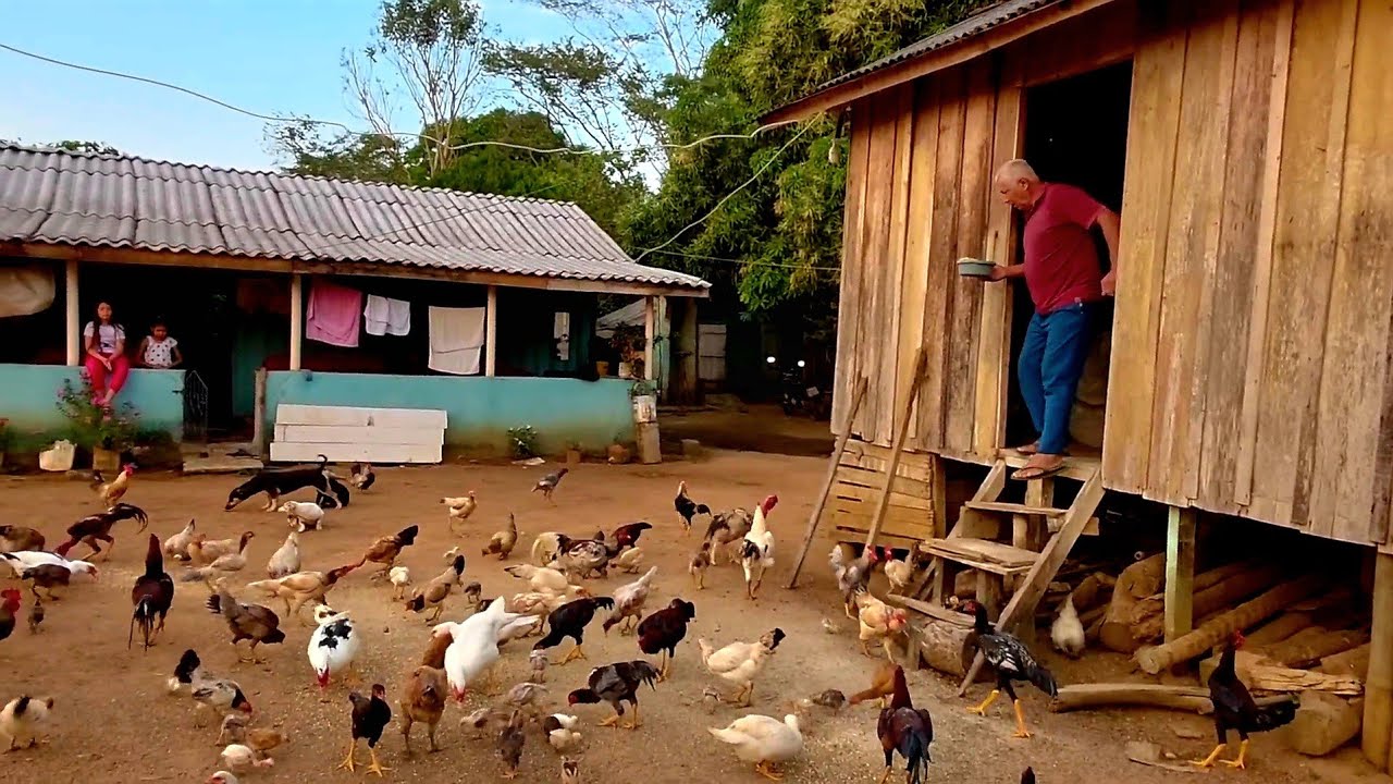 Manhã na Roça: Tratando as Galinhas no Terreiro | Vida Simples e mostrando a  Fartura no Sítio