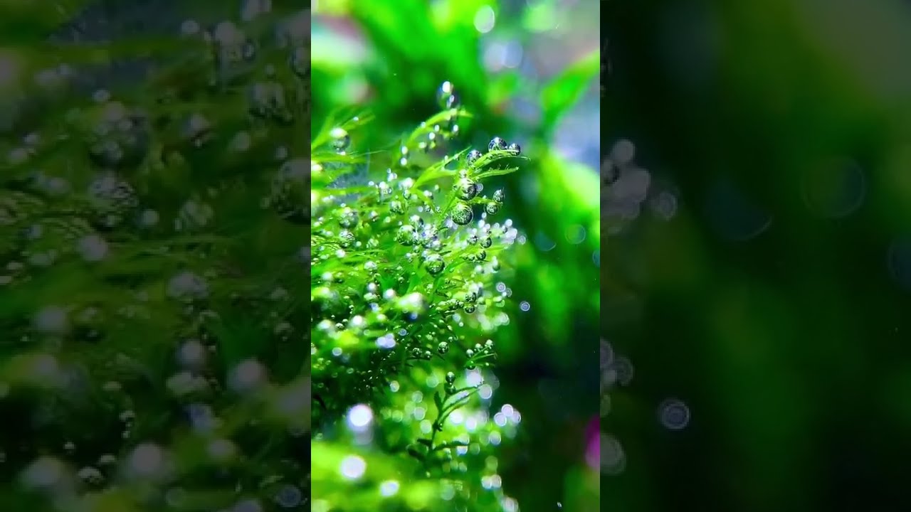 Pearling Phoenix moss! #moss #aquariums #fishtank ￼