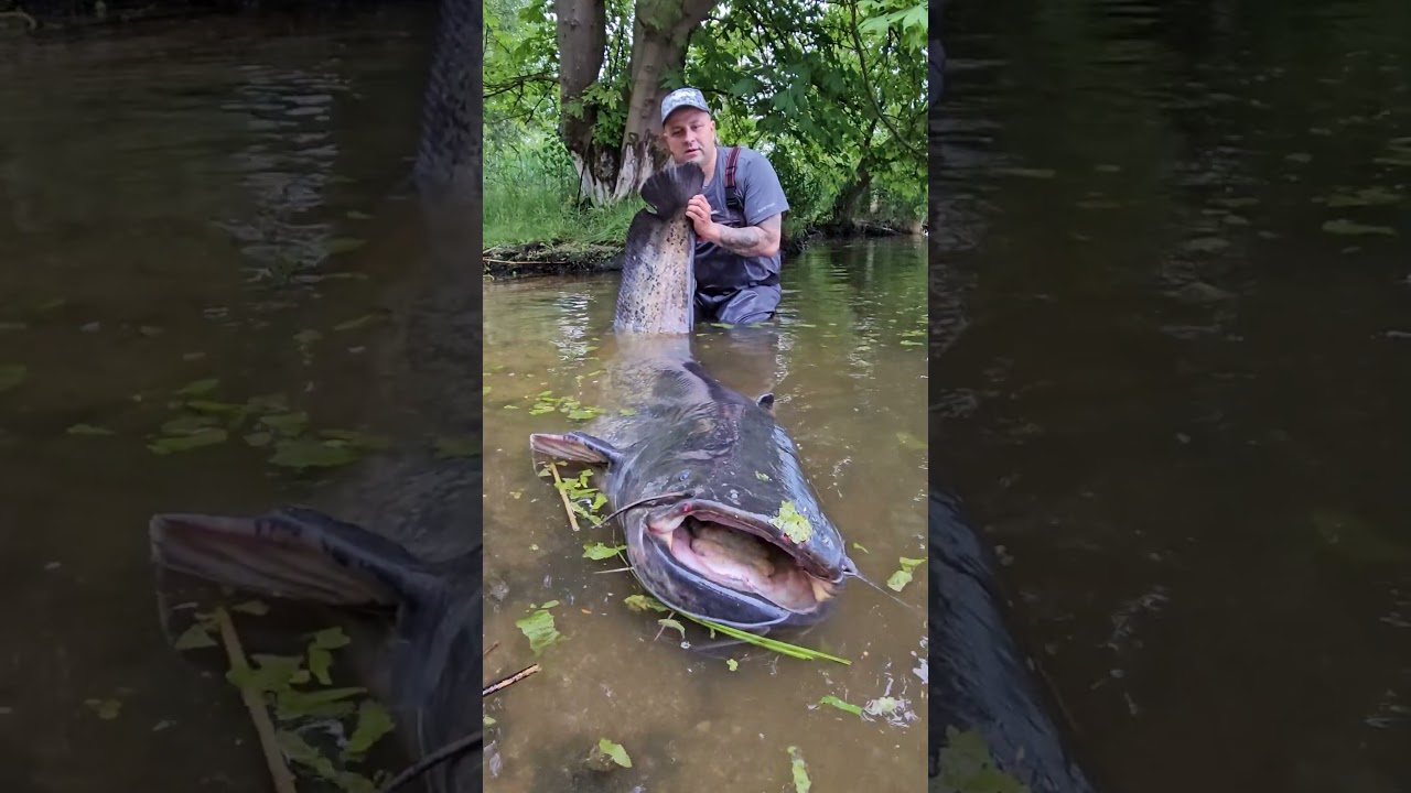 Piękny sum z Odry #wędkarstwo #fishing #sum #catfish #bigfish #vagnerfishing #shorts #ryby #ytshorts
