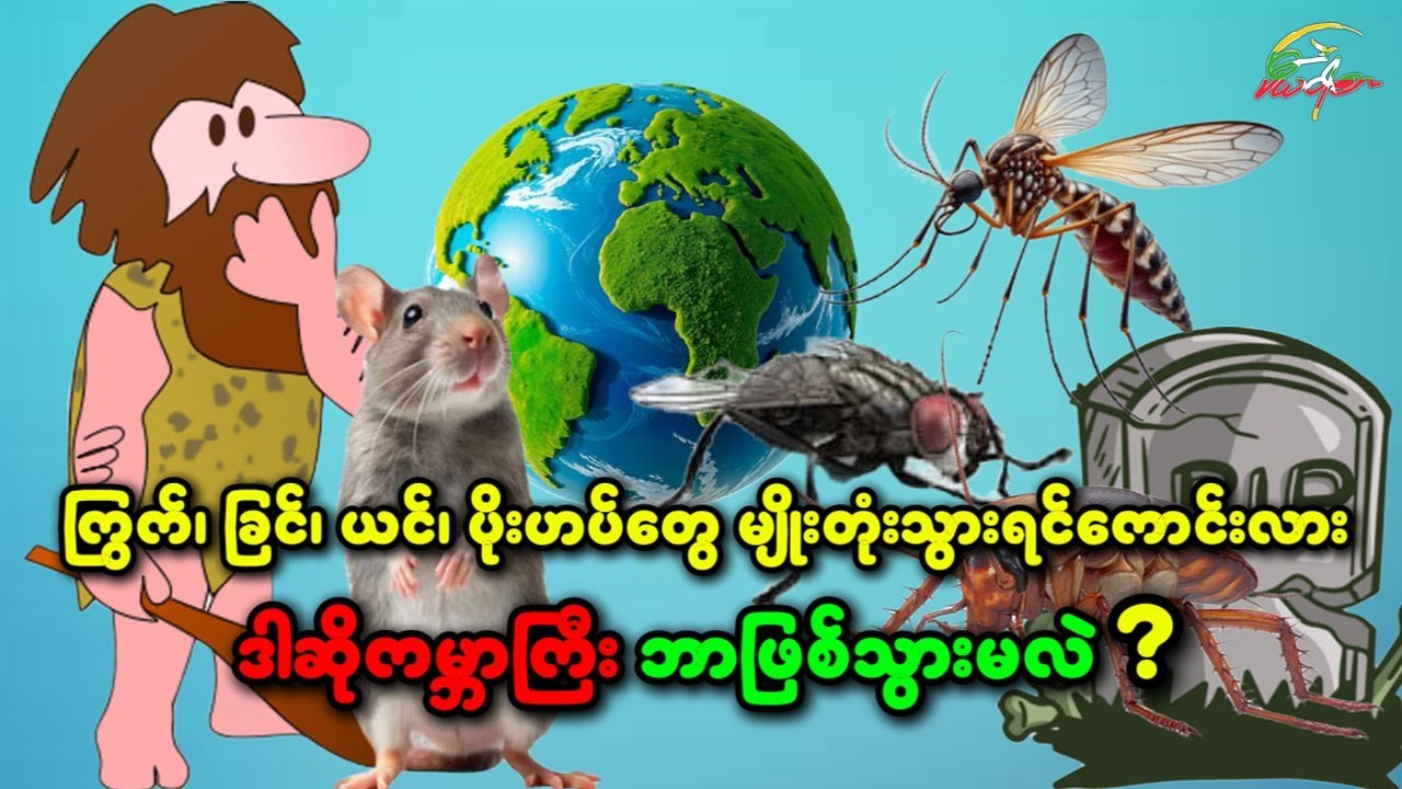 ကြွက်၊ ခြင်၊ ယင်၊ ပိုးဟပ်တွေ မျိုးတုံးသွားရင်ကောင်းလား၊ ဒါဆို ကမ္ဘာကြီးဘာဖြစ်မလဲ?