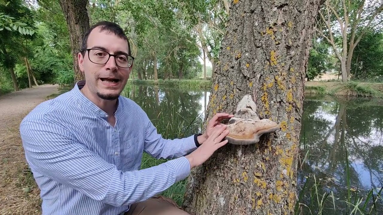 El hongo yesquero (Fomes fomentarius) resulta que no es la especie que pensábamos: Fomes inzengae