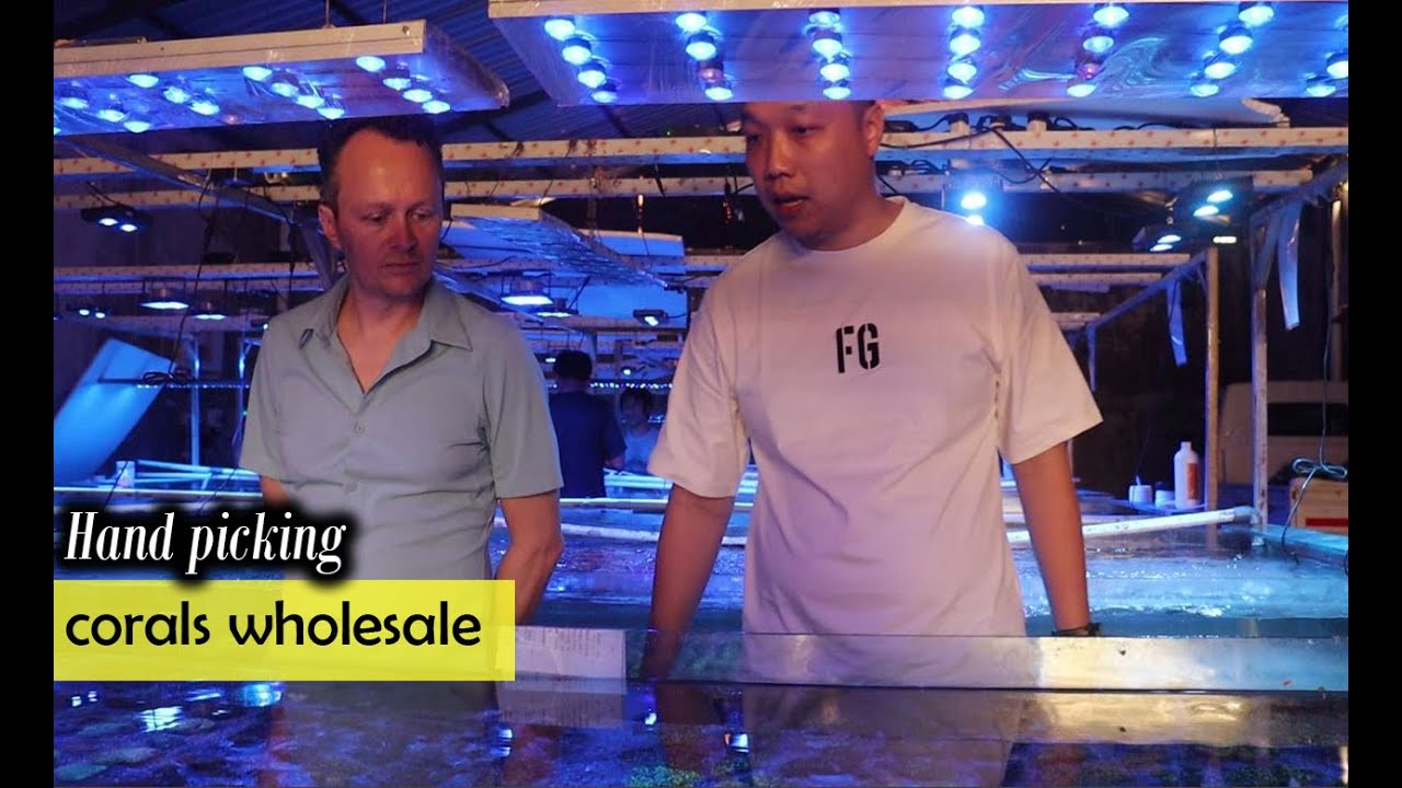 We Visit A Coral Wholesaler In Bali