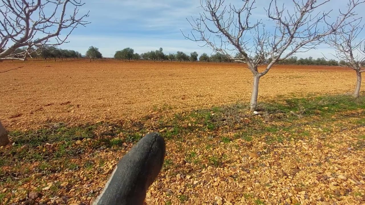 Podando los pistachos a contrarreloj por indeciso 