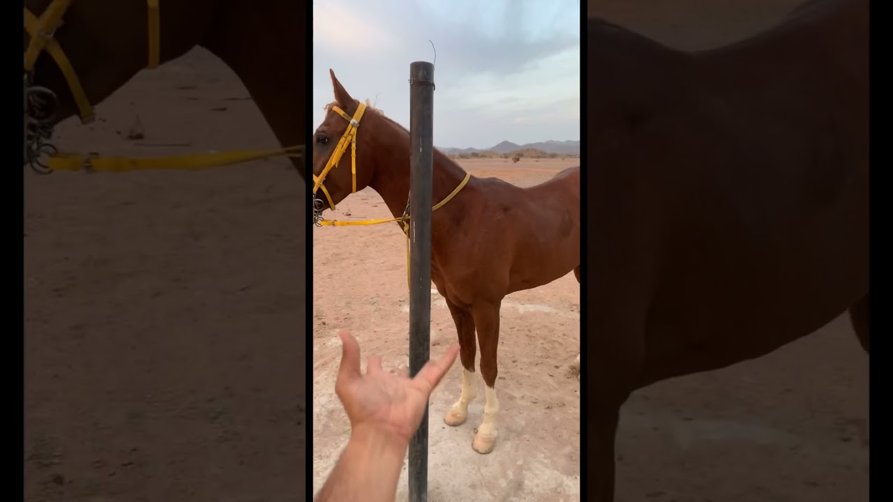 عسف خيل رقص الخيل