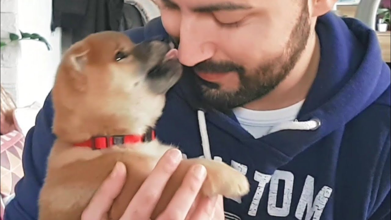 TICC POTAT angery but still mlem - MLIP / Ep 83 / Shiba Inu puppies