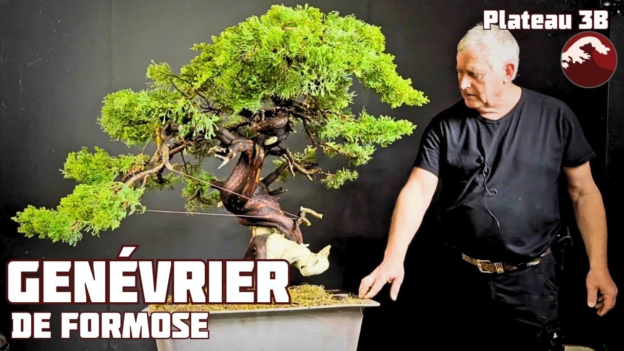 Genévrier Géant de Taïwan de Gaby Becker 🌱 NEJIKAN BONSAI 🌱