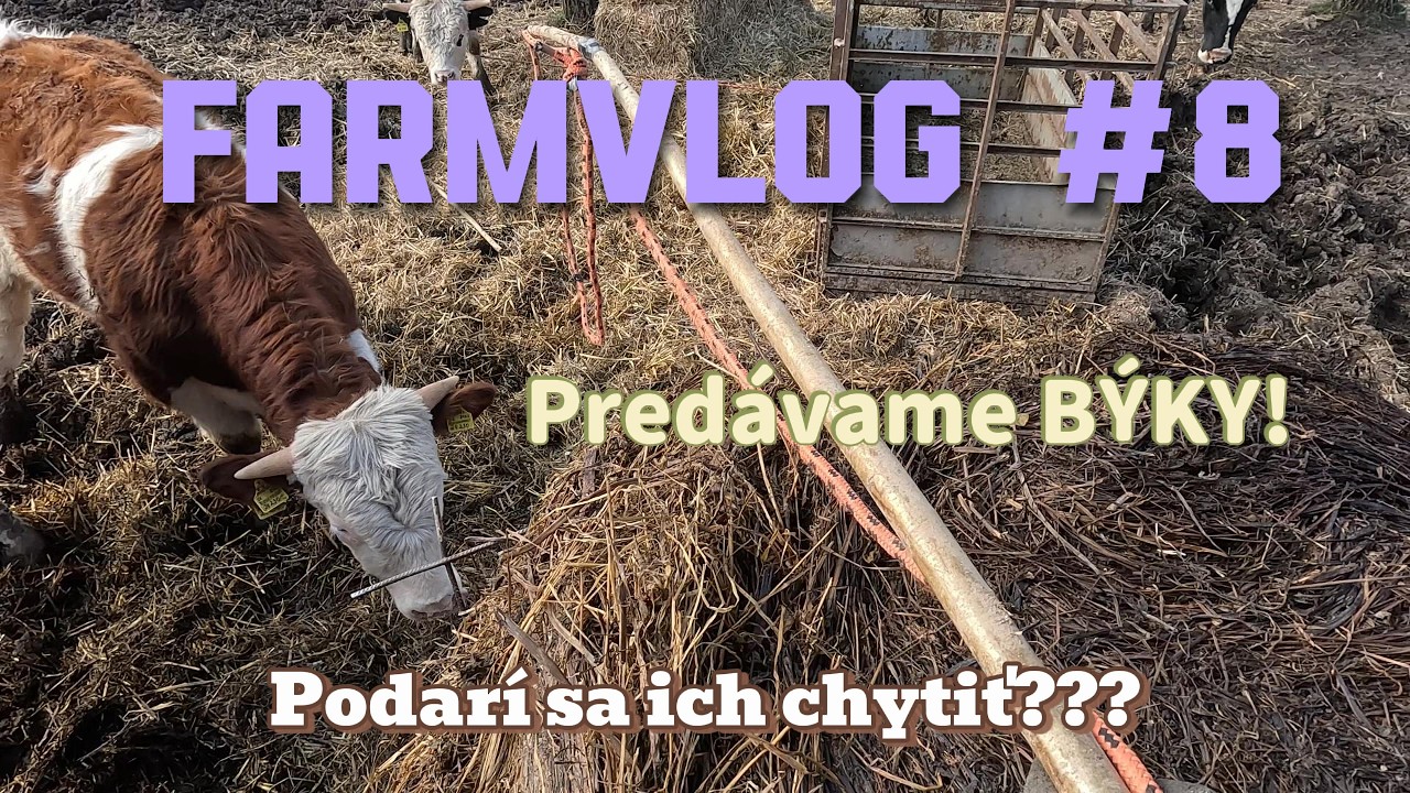 FarmVlog #8 Chytáme BÝKY!!!