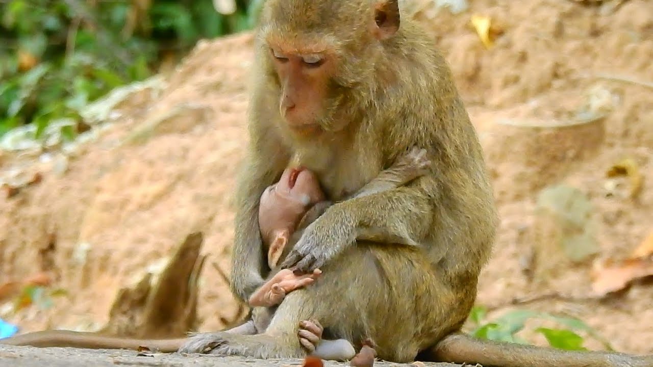 POOR BABY MONKEY MISTY GOT ANGRY MUM MARRI&hellip;