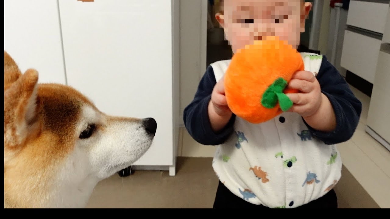 我家の柴犬と相棒の赤ちゃんが一緒に遊ぶ様子に笑いが止まらない