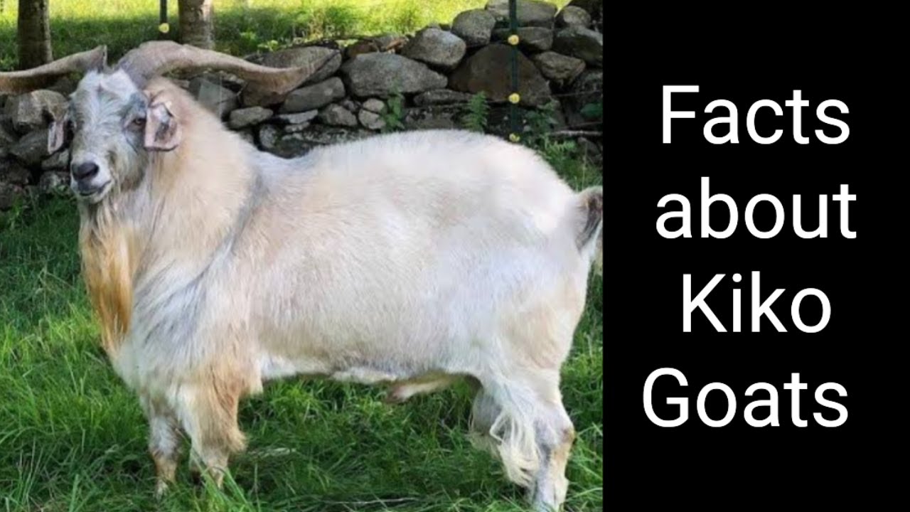 Facts about Kiko Goats 🐐🐐