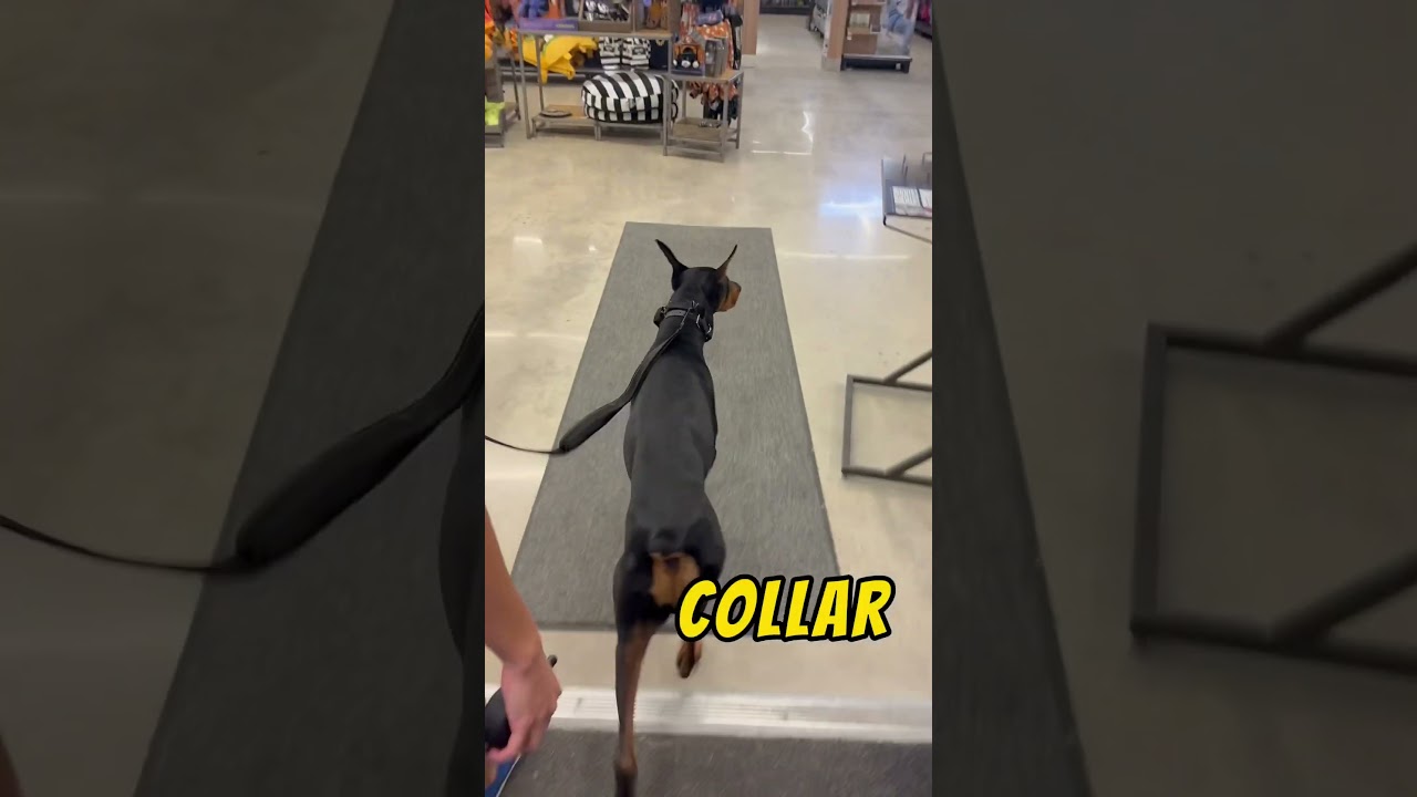 Taking my dobie to Petco #doberman #earcropping #taildocking #ecollar #petco #ilovemydobie ❤️🐾