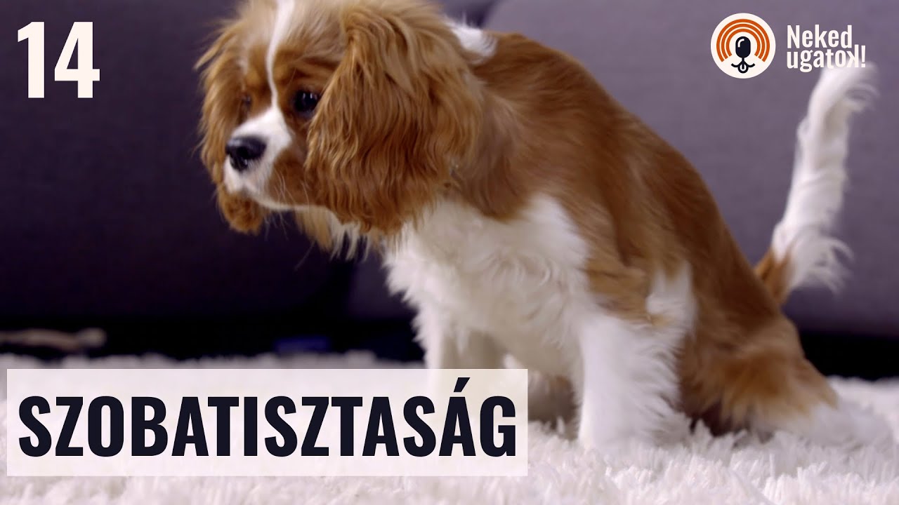 A kölyökkutyád szobatiszta akar lenni - ne használj kutyapelenkát! | #14