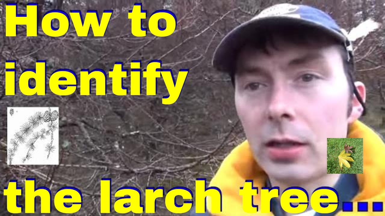 Tree id: Larch trees - Hybrid European and Japanese Larch - Winter UK tree identification