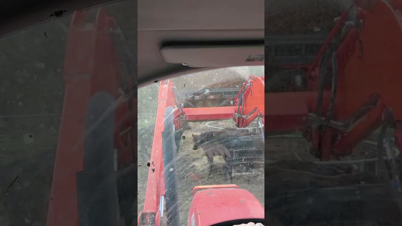Hay feeding day
