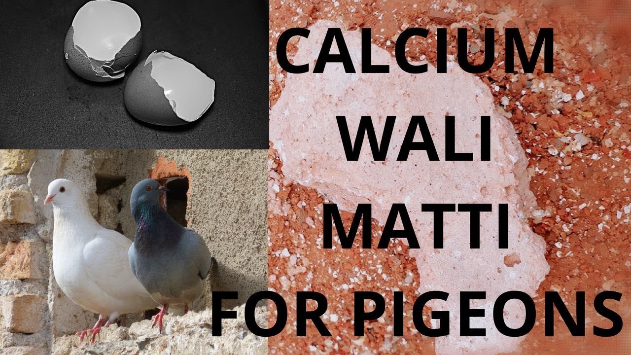 Calcium Food (Matti)For Pigeons| cure Pigeons From Many Disease|100% work (Home Remedy)