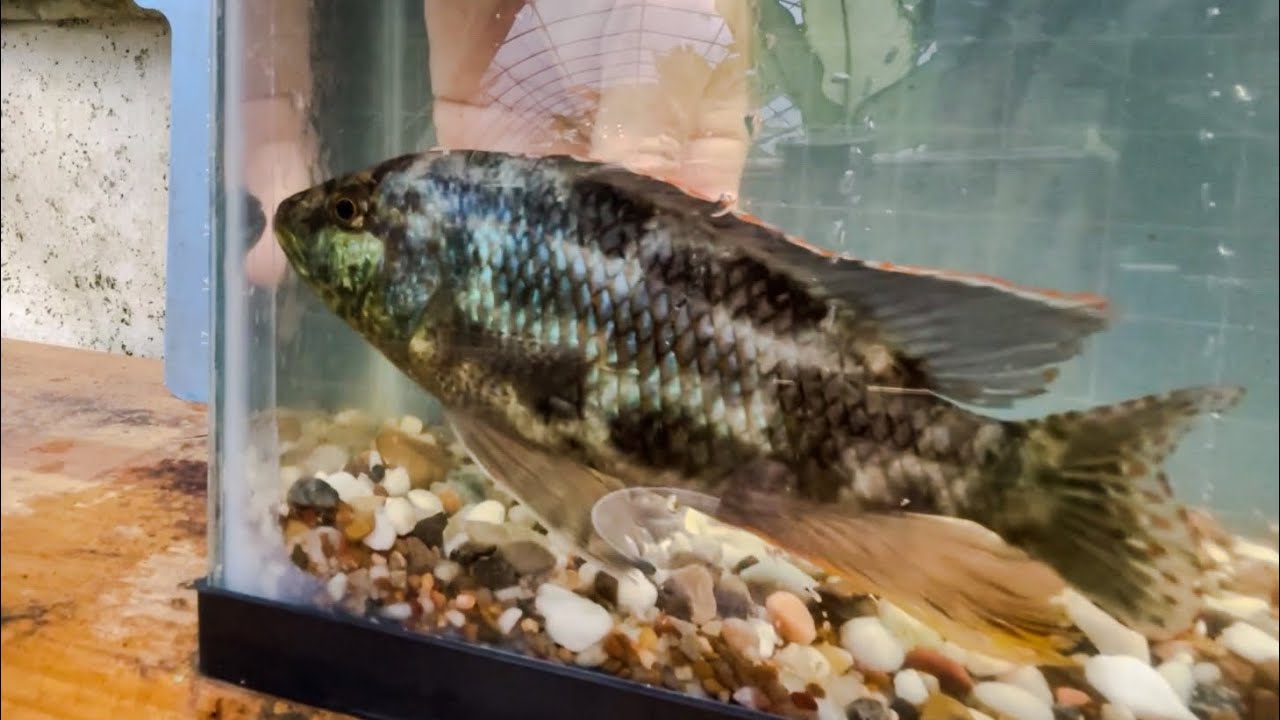 Breeder Selection •• Nimbochromis polystigma ••