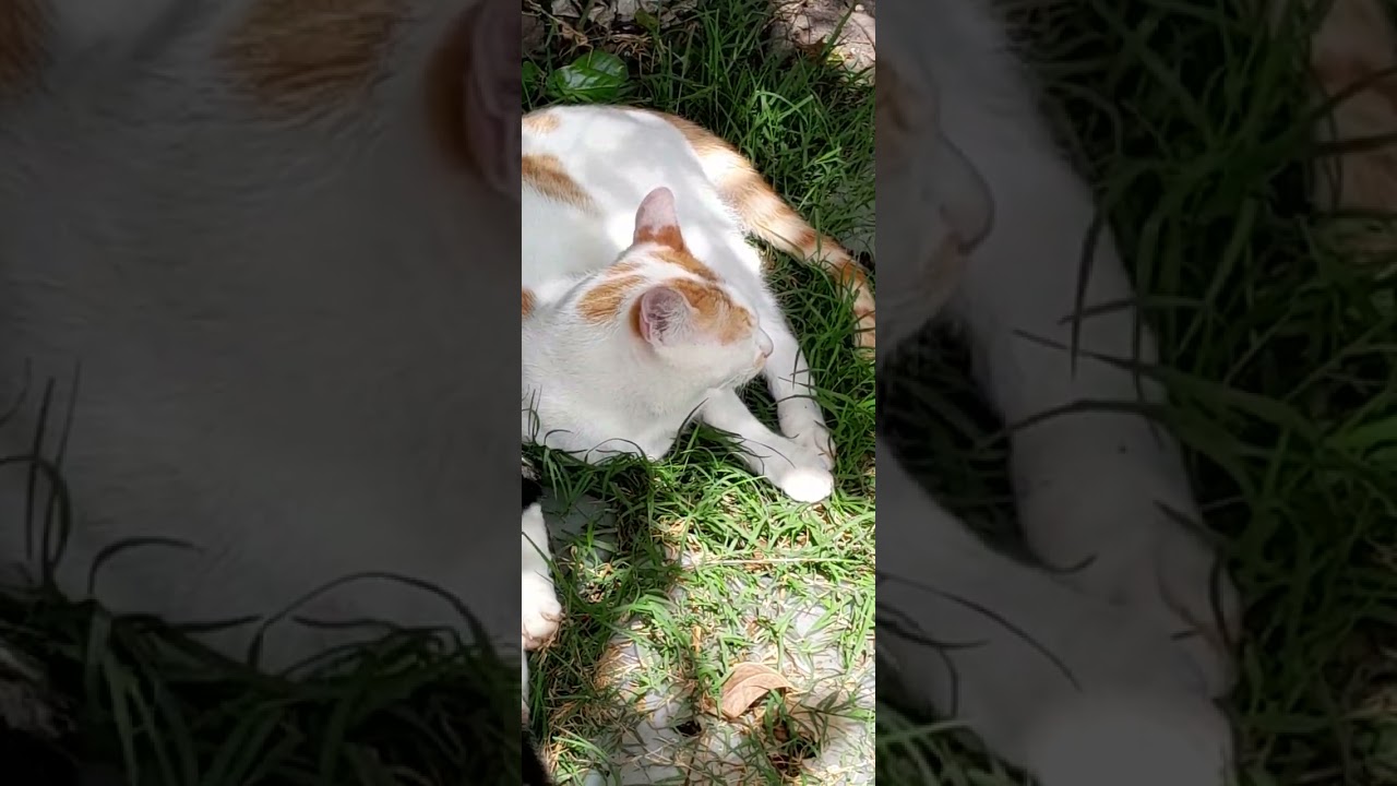 # my lovely #Cats 🐈 is that video #