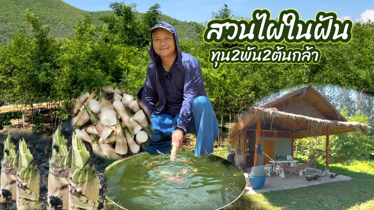 สวนไผ่ในฝันทุน2พัน2ต้นกล้าเดินทีละก้าวกินข้าวทีละคำ #ไผ่บงหวานเบอร์9 #ไผ่บงหวานจัมโบ้
