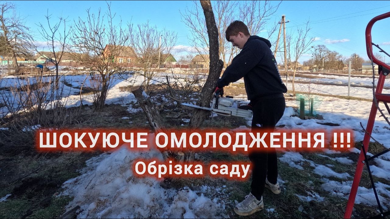 Радикальне омолодження: Як дати дереву друге життя?