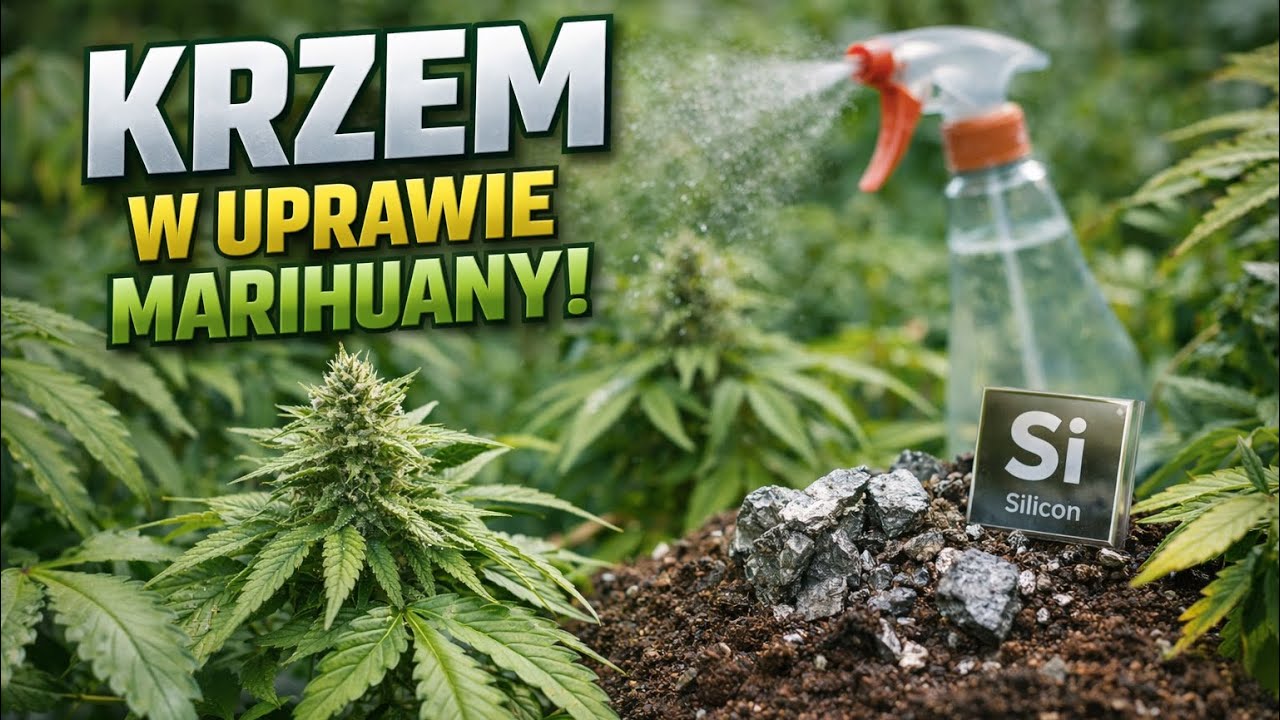 Krzem = mocniejsze rośliny?