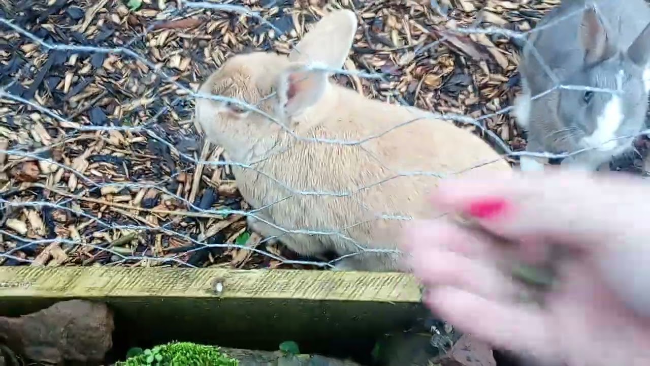 Starving rabbits in Rice Lane Farm lovely half an hour in the farm x 🐇🐰🐰🐇🐇🐰