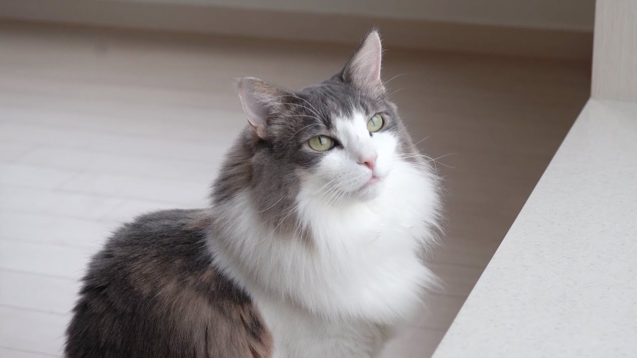One Year with Cats