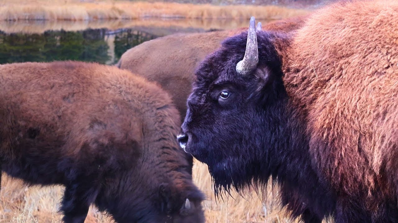 Capturing the Wonderful Wildlife in Yellowstone National Park!