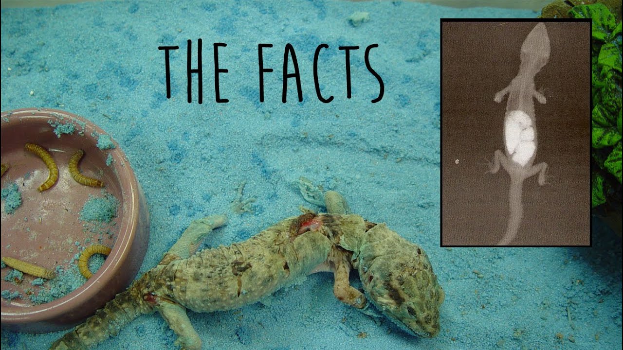 Facts About Sand Impaction In Leopard Geckos