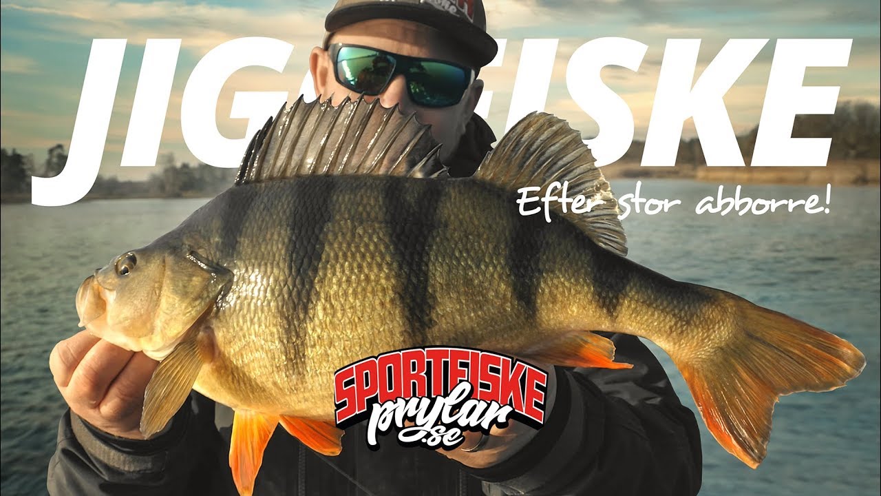 Jiggfiske efter stor abborre! - Sportfiskeprylar.se