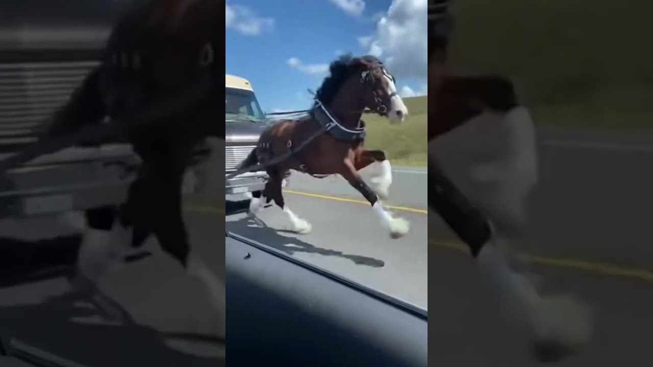 Вирусное видео, на котором мощная лошадь буксирует большой автодом по автомагистрали.