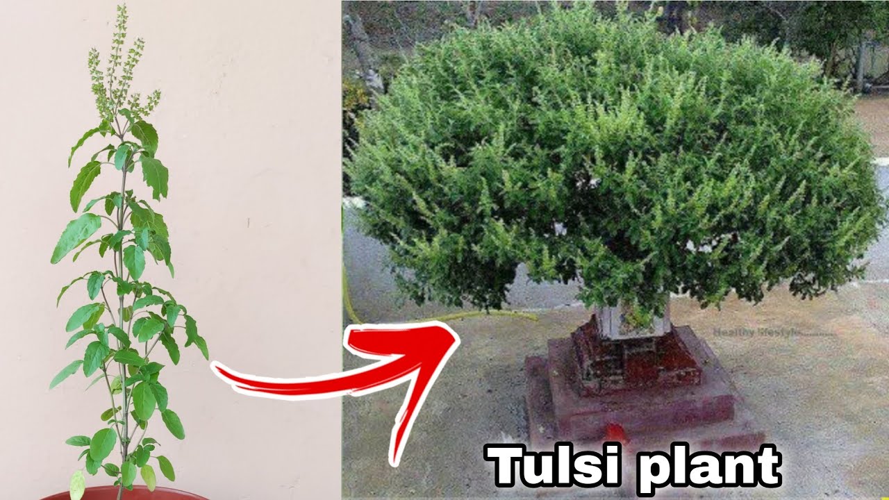 10 important points जल्दी बढ़ेगी तुलसी ऐसे लगाएं, Tulsi plant care with red Water