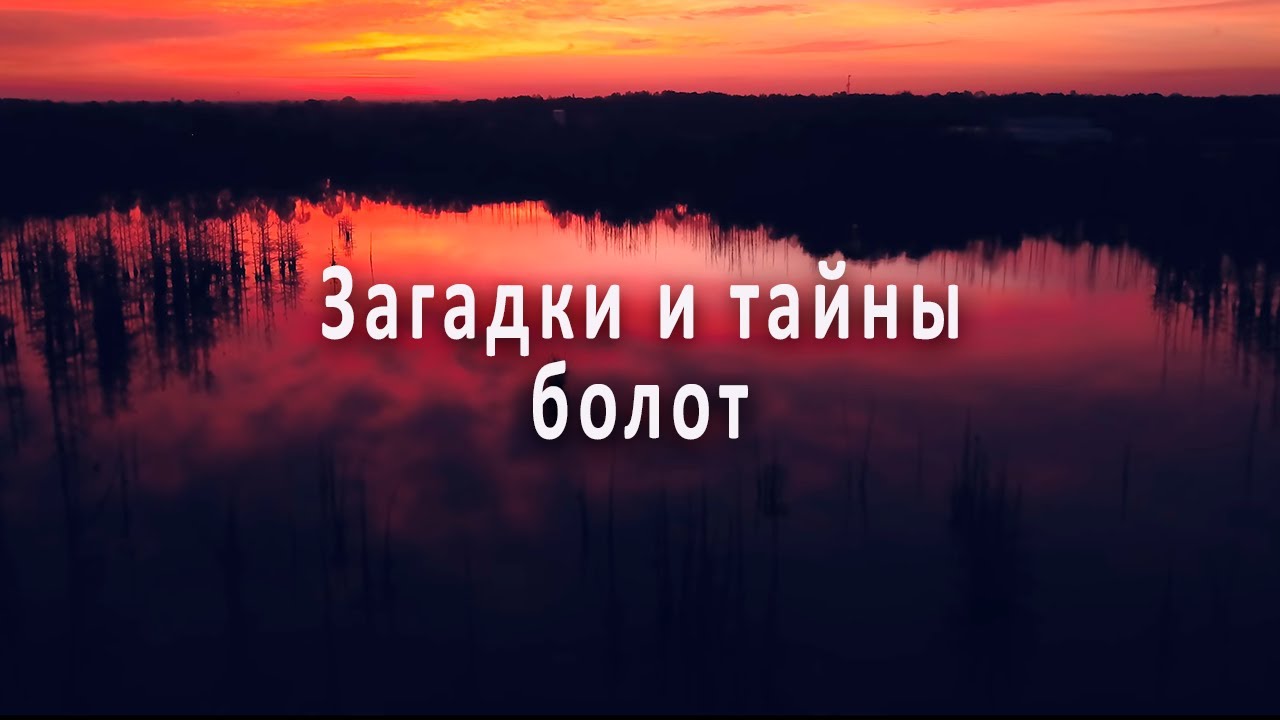 Загадки и тайны болот. Что говорят о них современные учёные? #интересное